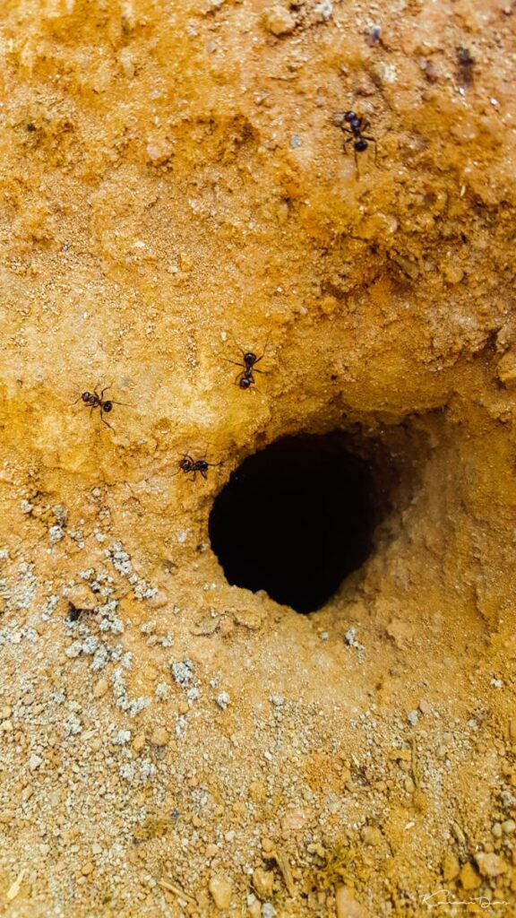 Life – other than Humans