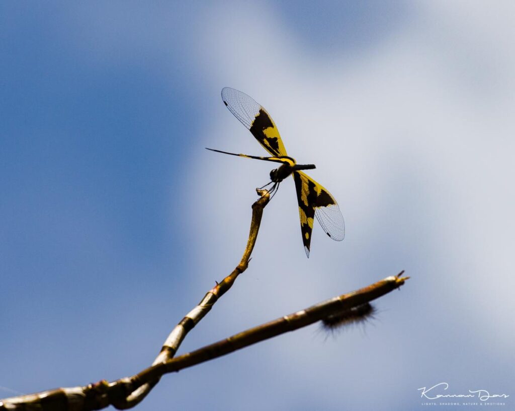 ഓണത്തുമ്പികൾ ….