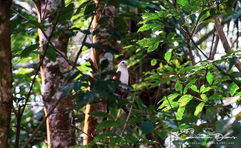 പരുന്ത്