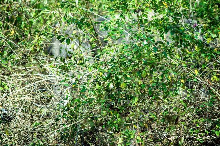 കാടിന്റെ പച്ചയിൽ മറഞ്ഞിരിക്കുന്നവൻ