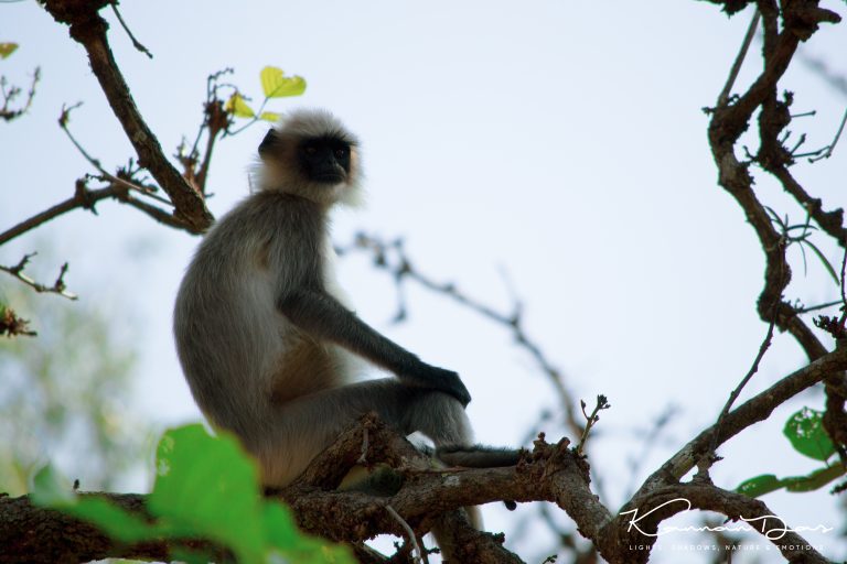 തോൽപ്പെട്ടി വനത്തിൽ