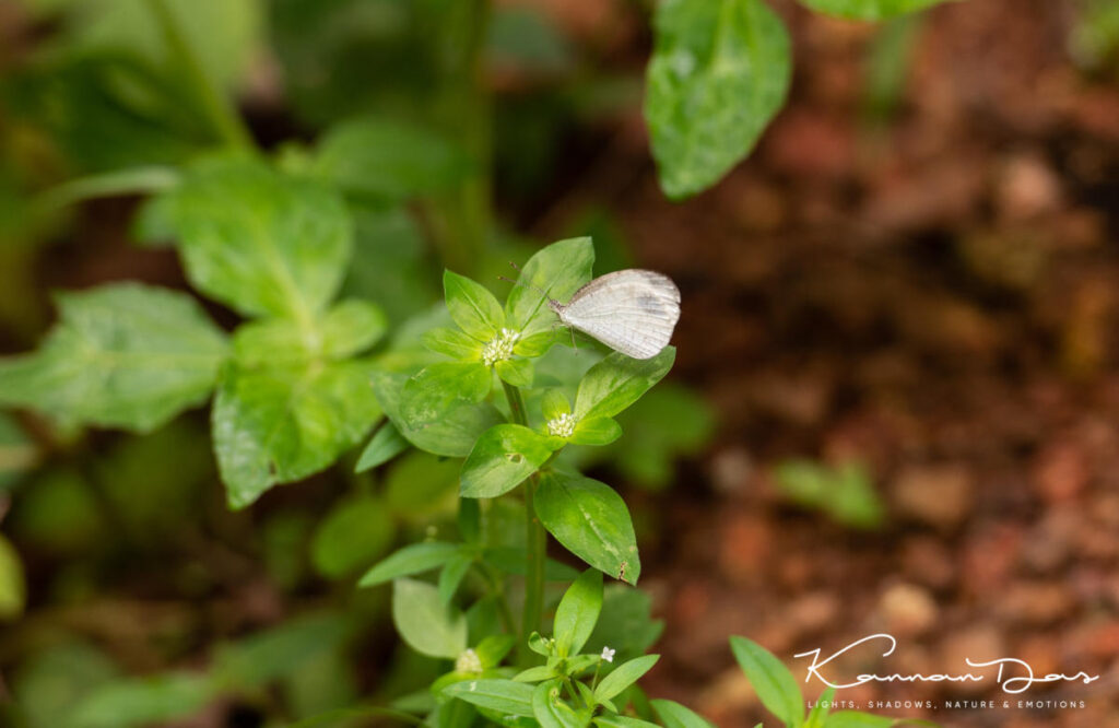 ചിത്രശലഭങ്ങൾ