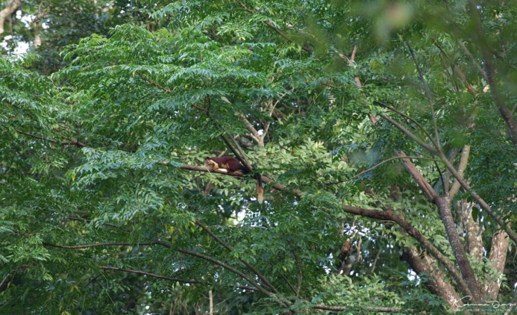 മലയണ്ണാൻ