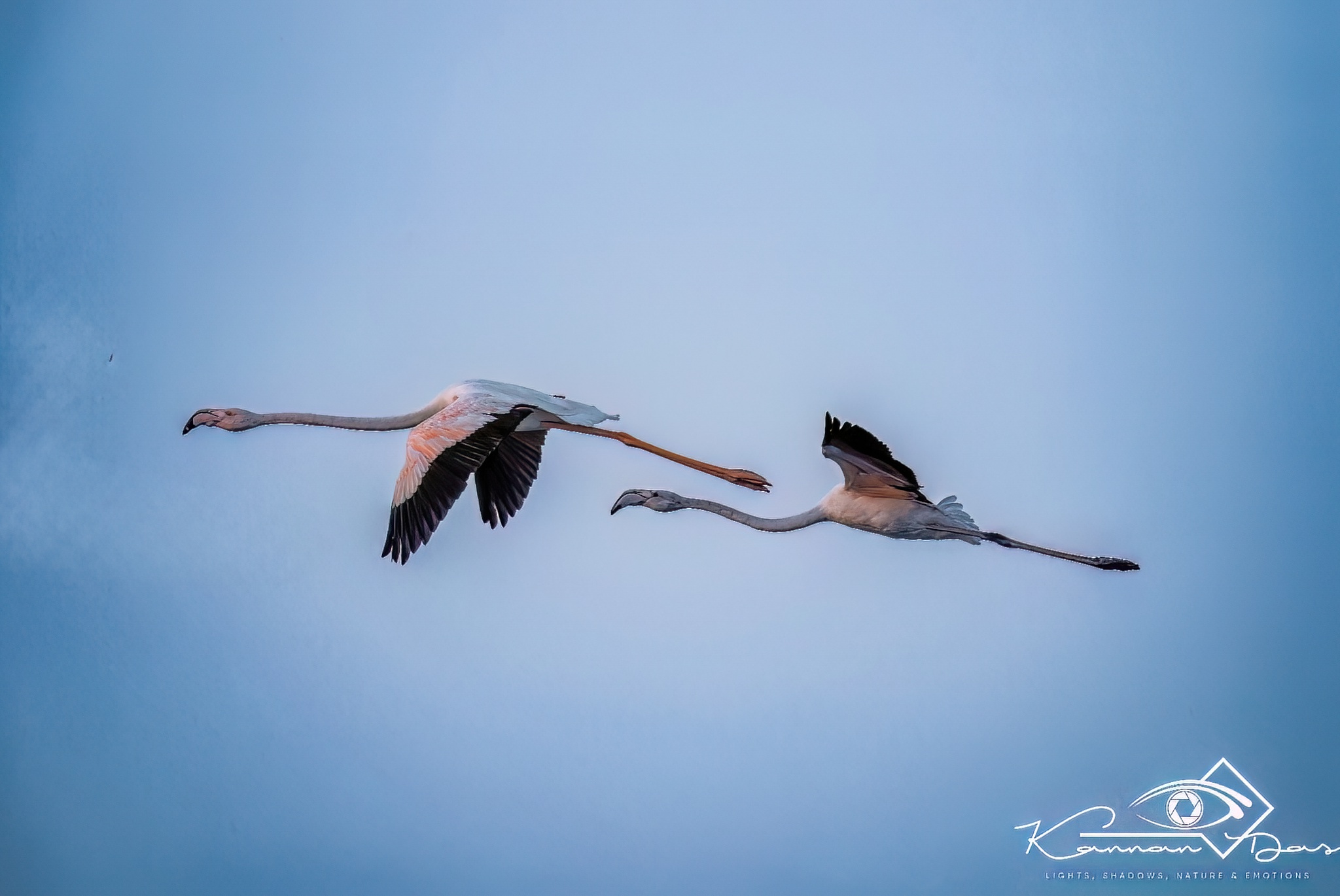 ഒരുമിച്ചുയരുന്ന തൂവലുകൾ