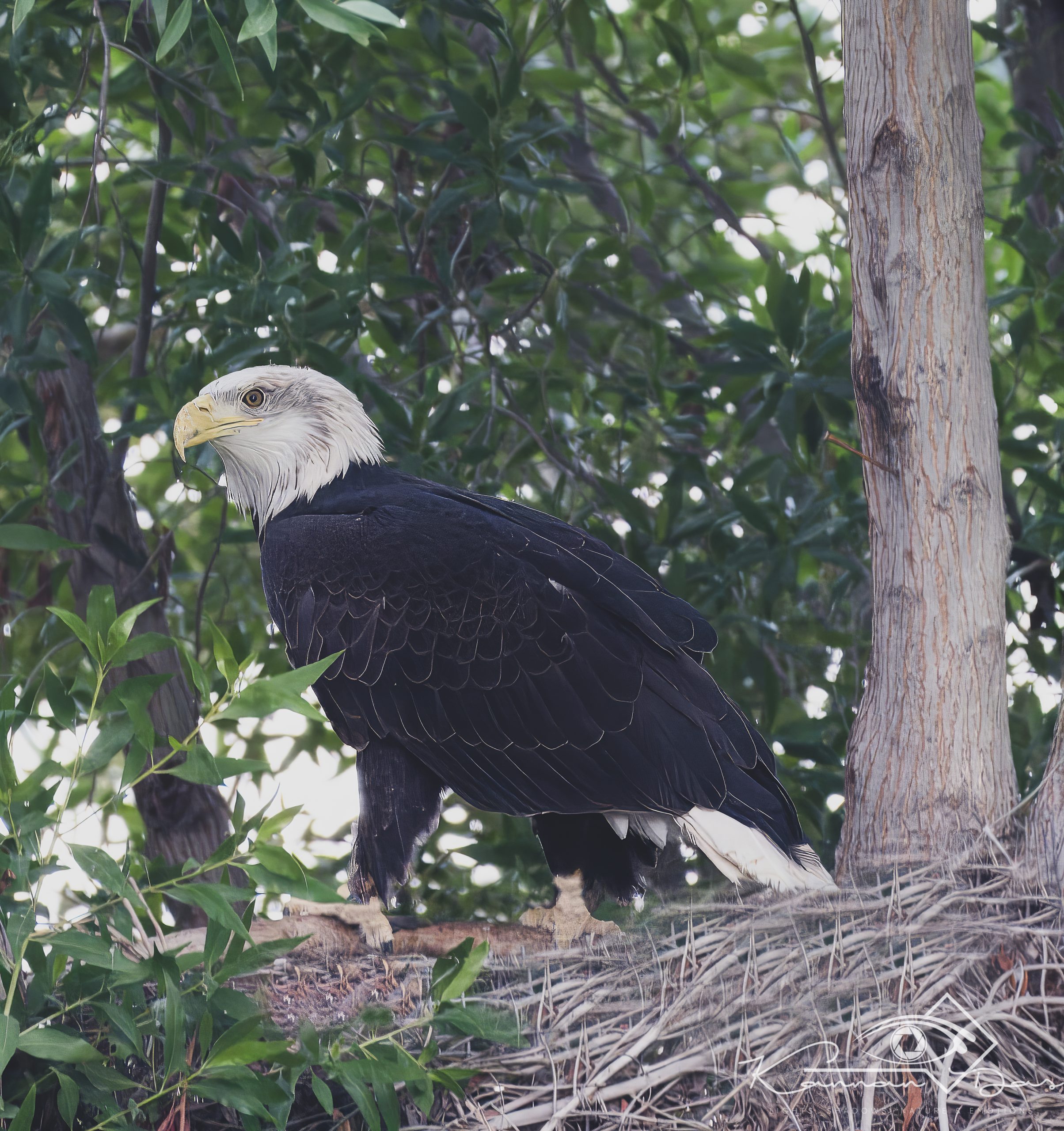 വെള്ളത്തലയൻ കടൽപ്പരുന്ത്