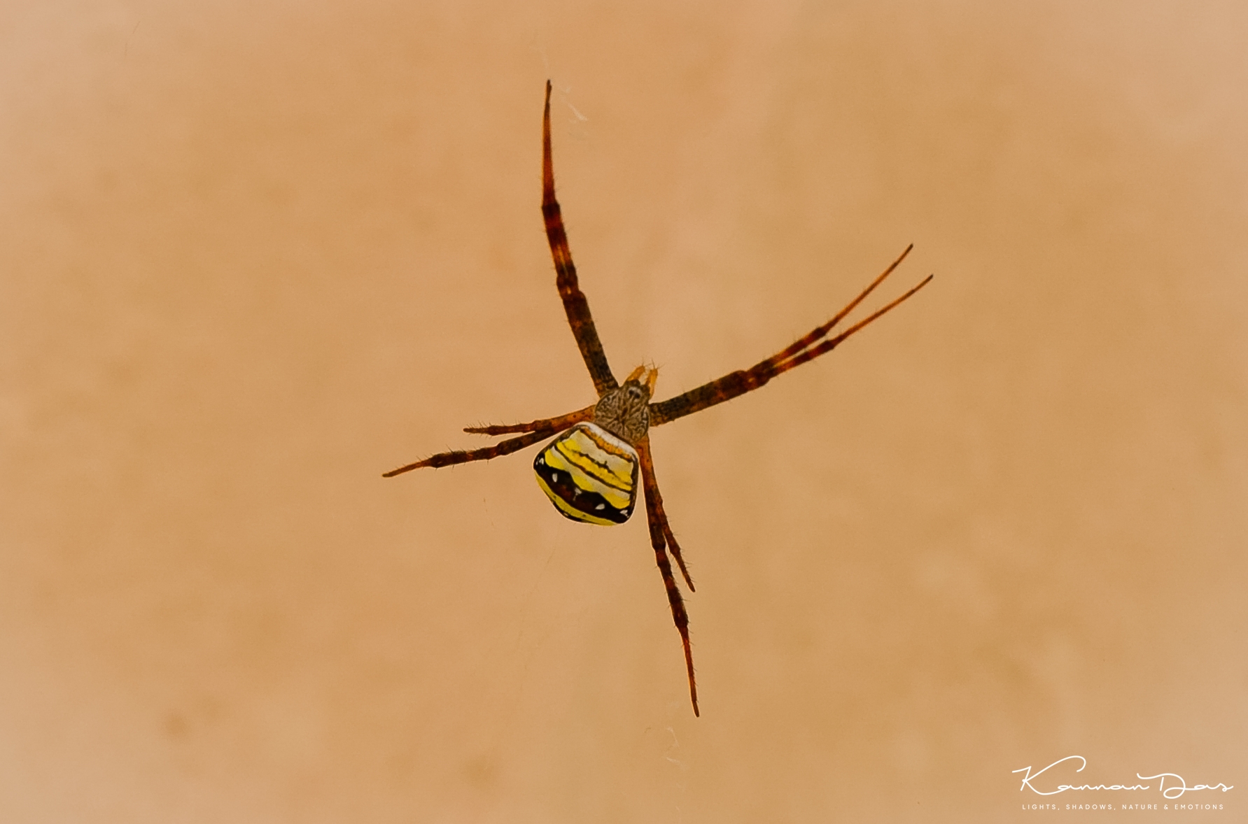 ചിലന്തി