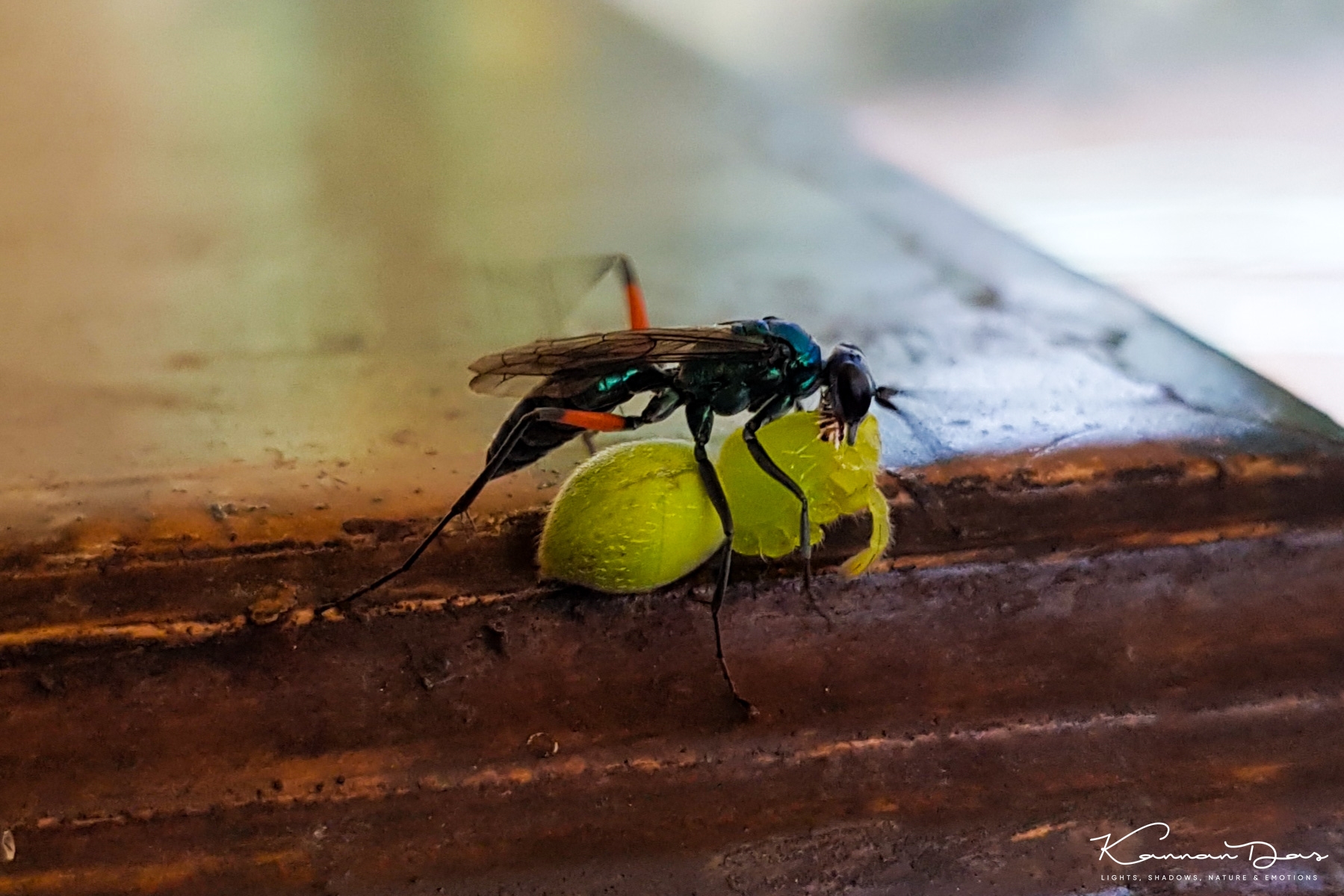 വേട്ടാവളിയന്