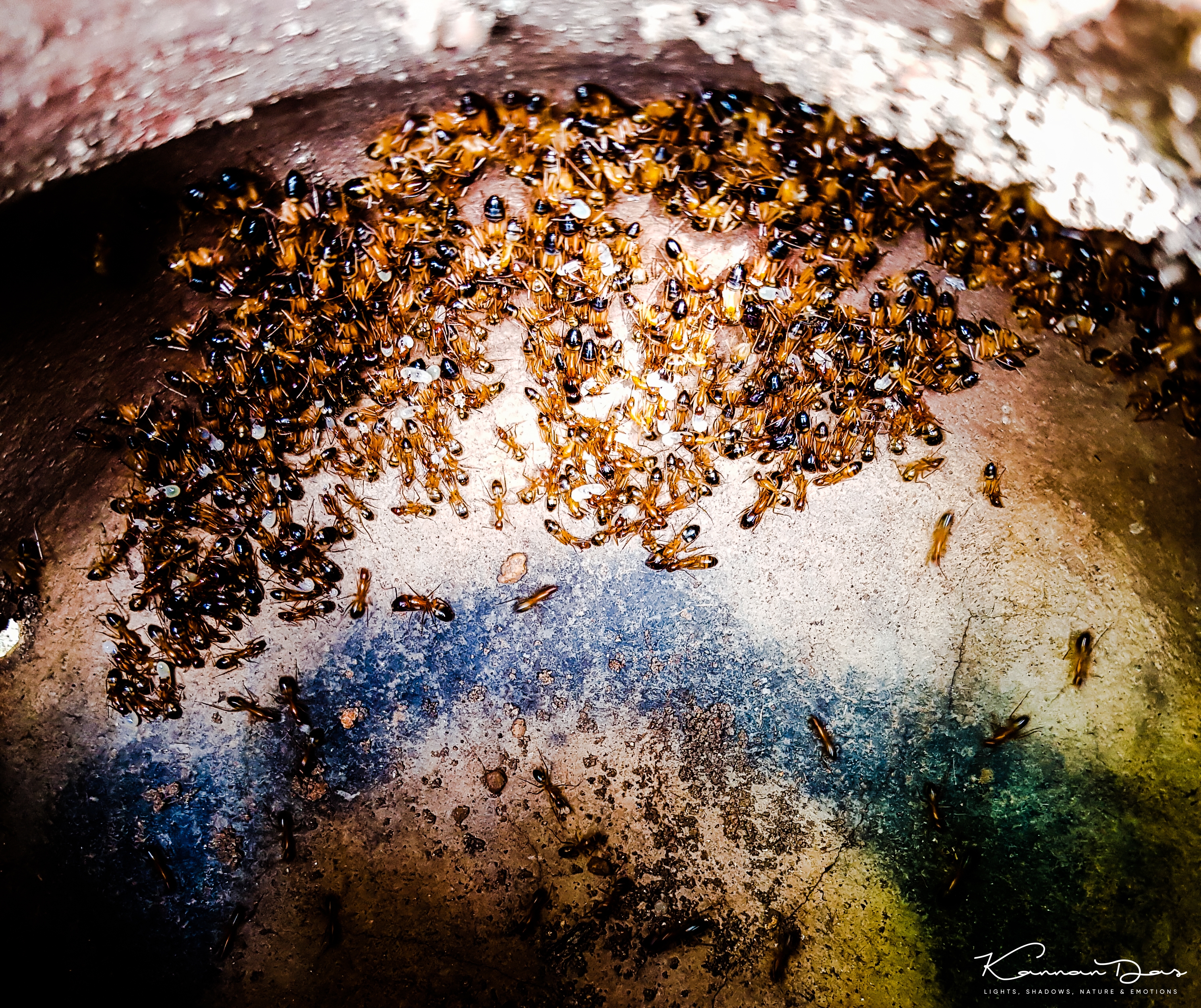 കലം നിറയെ ചുവന്ന ഉറുമ്പ്