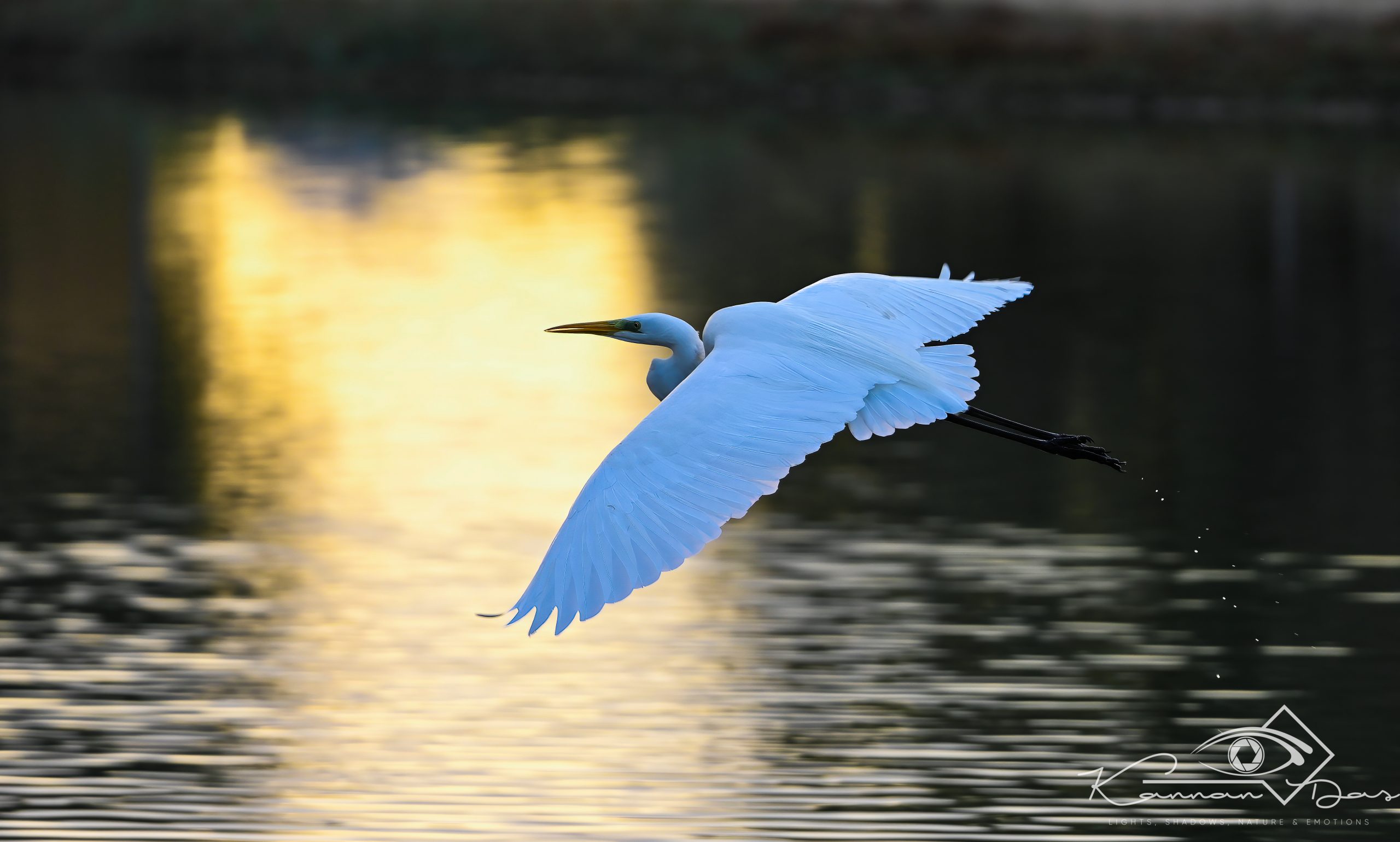 Grace in Flight: A Dawn of New Beginnings