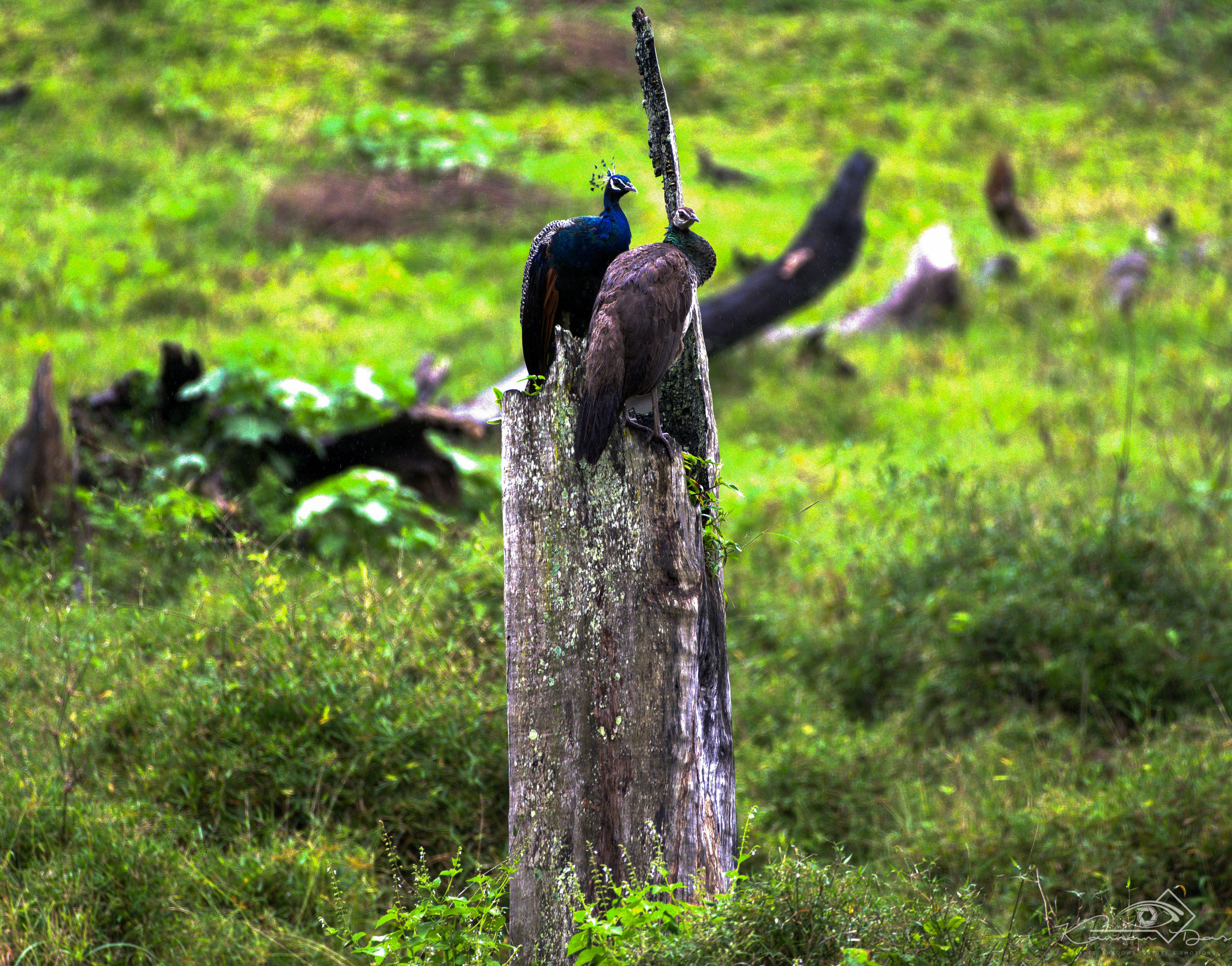 ഇണകളായിരിക്കാം..