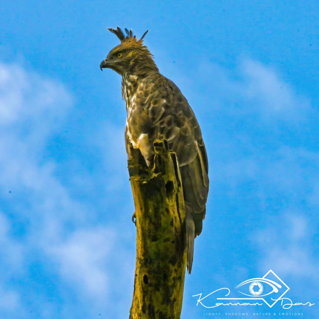 Eyes that pierce the wilderness