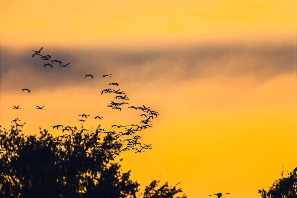 Flight at Golden Dusk