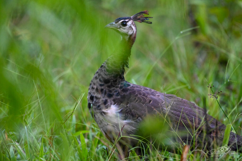 In the hush of green, she wears her quiet crown.