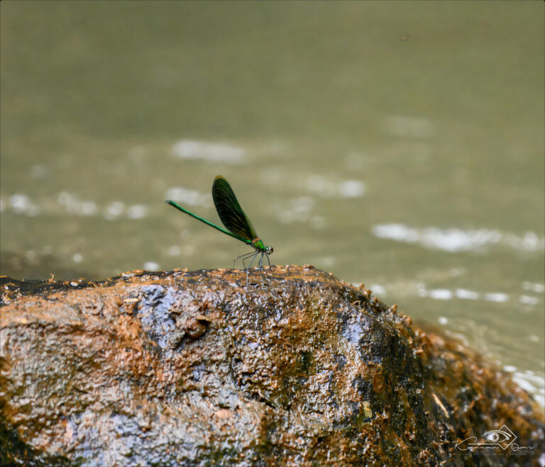 Damselfly | സൂചിത്തുമ്പി