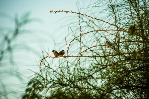 Al Ain- Birds1-1