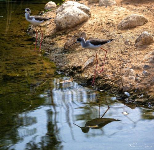 Al Ain Zoo Safari-14