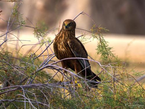 Al Ain Zoo Safari-3