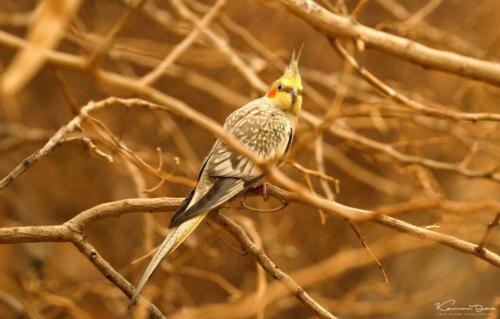 Al Ain Zoo Safari-7