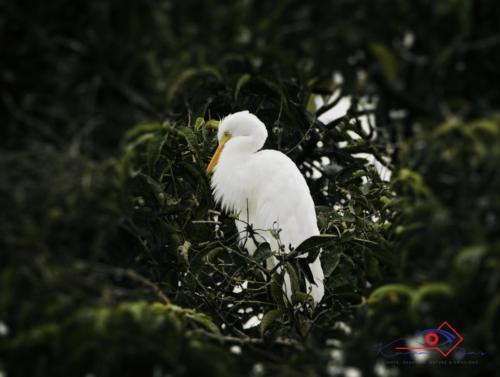 Bird in Mysore