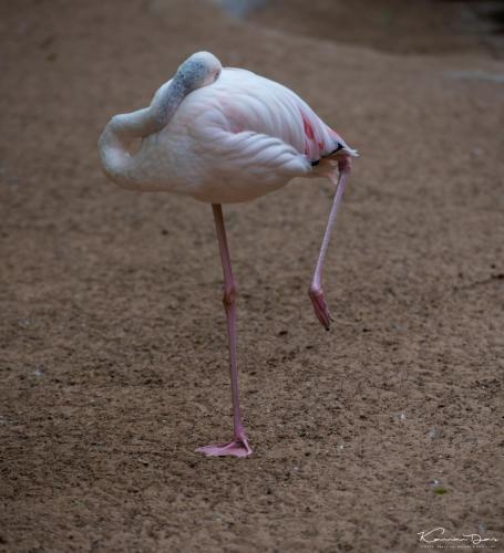 EZoo-Bird-1