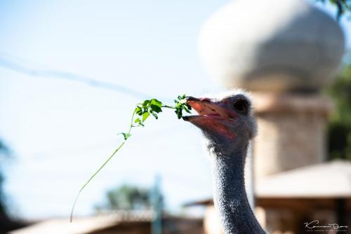 EZoo-Bird-9