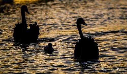 Al Qudra Lake - birds