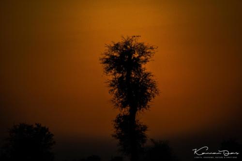 Al Qudra Lake - Tree