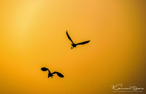 Al Qudra Lake - Birds1