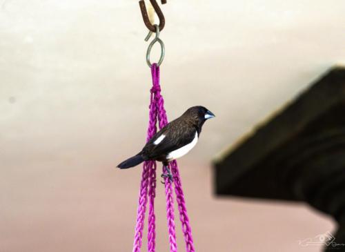 White rumped Munia-1